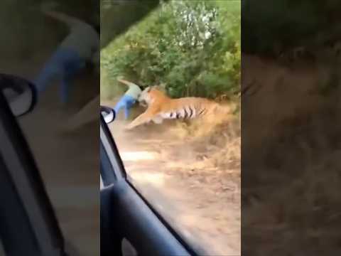 Tiger Attack On Man In Jungle while he was watching deer baby #ai #lion #safarijeep #animals #sora