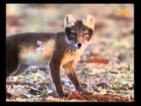 LE MONDE DES GLACES - LE RENARD POLAIRE