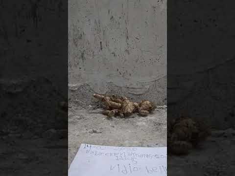 Kali haldi original call me 8788248731