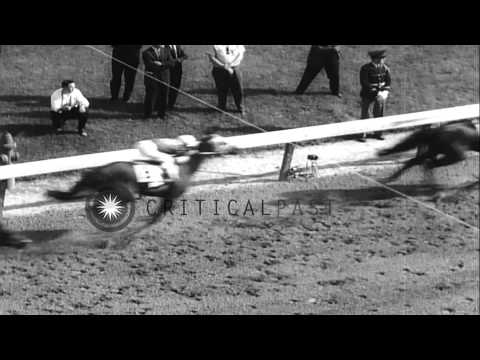 Horses 'Admiral's Voyage', 'Ridan', 'Decidedly' and 'Jaipur' run at the Kentucky ...HD Stock Footage