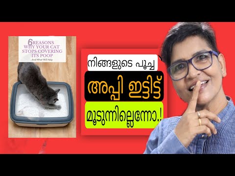 Top Tips For Cat Stops Covering Its Poop | Cats Behavioural Therapy @NANDAS pets&us  |Vanaja Subash