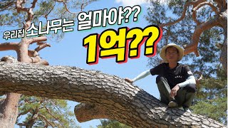 [나무 박사님 이야기] 조원동 chapter3 돈 되는 소나무의 조건, 관리방법