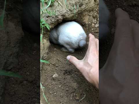 #rabbiteating #rabbit #cute #cuteanimals #pet #pets #short #shorts
