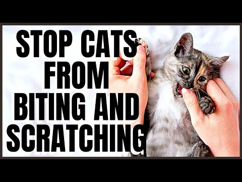 Do this one thing to Stop Cats From Biting and Scratching