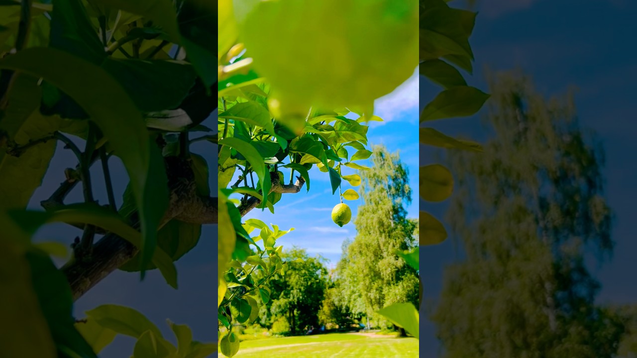 YouTube Short thumbnail