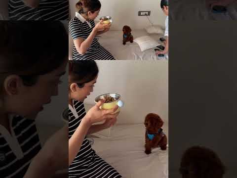 Nila vs self-control.🐾😋😂  | Anniversary Vlog Part 1 Out Now !!!