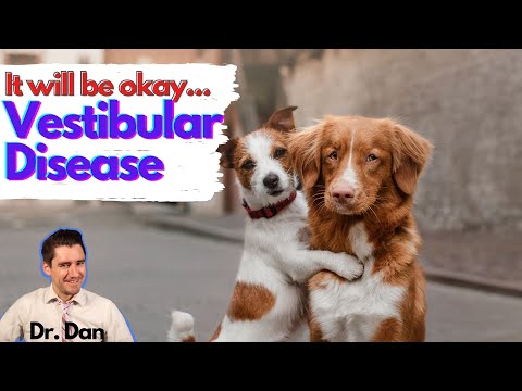 Vestibular Disease in Dogs.  Dr. Dan covers symptoms, diagnosis, and treatment.