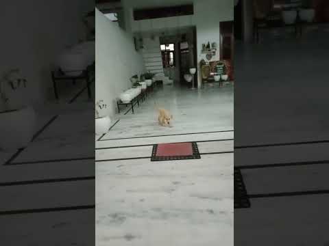 #cute doggy#😄😚