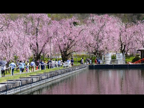 米内浄水場のシダレザクラ [4K] | 岩手･盛岡観光動画