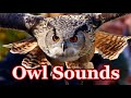 Owl Sounds To Scare Birds Scare Birds Away