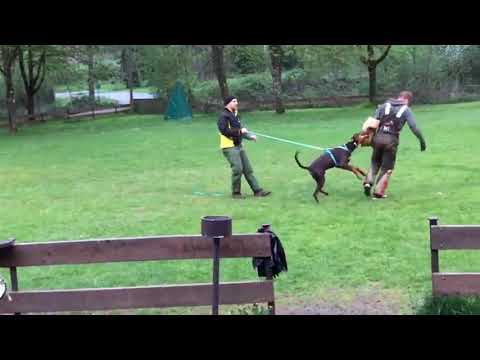 SCHUTZHUNDEAUSBILDUNG ANSGARS DRITTE STUNDE