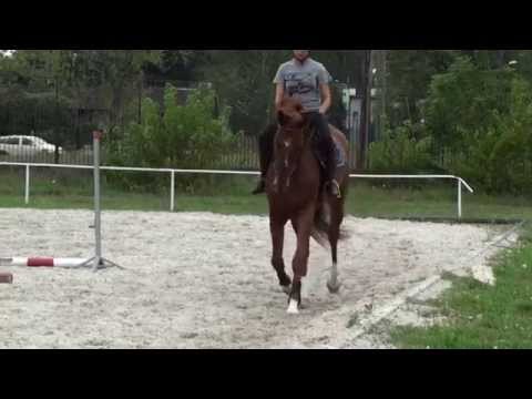 For Sale Mare 4 years Cancara/Cassini I V2/Matador