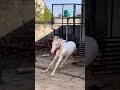 Nukra Ka Baccha Horse Baby
