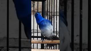 Download lagu suara burung kehicap ranting@D.Hewan.#kicauan#burung#kehicapranting#burungcantik#duniahewan#shots mp3