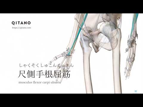 Nyctibatrachus karnatakaensis