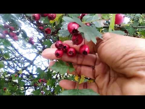 Pumayat kung ang mga kalamangan at kahinaan Kung paano gumawa ng green slimming coffee