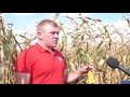 Насіння кукурудзи ЛГ 3258