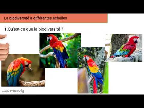 biodiversité à différentes échelles
