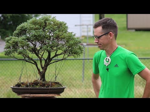 , title : 'Bonsai Tips and Tricks with Ben!'