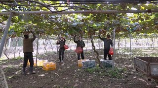 [나는 농부다] 세철 씨의 키위 좋은 날 2부 (품목: 키위)
