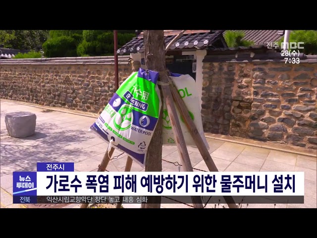 가로수 폭염 피해 예방하기 위한 물주머니 설치