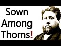 Sown Among Thorns! - Charles Spurgeon Sermon