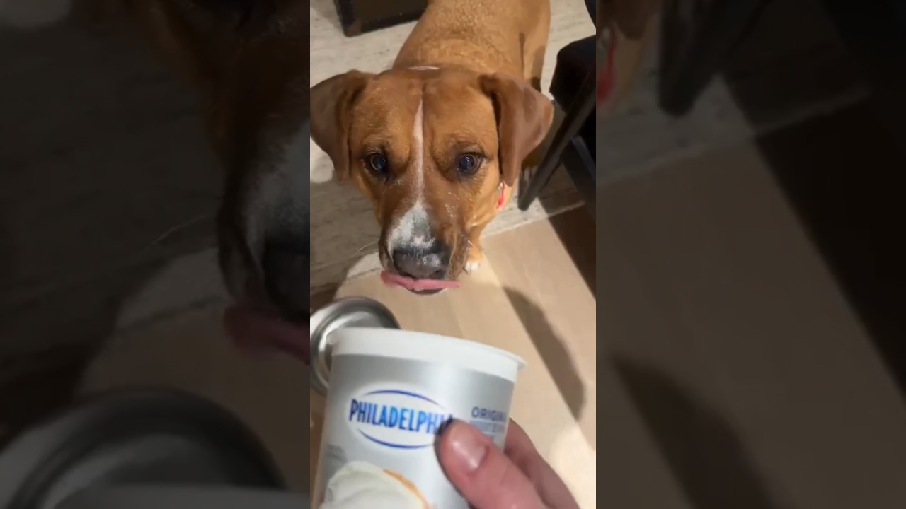 Felice, a ADOPTABLE mixed breed in Windsor, ON video 6/6