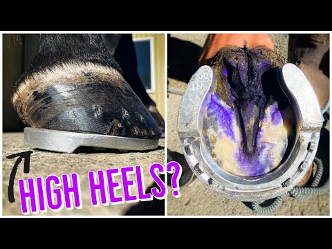 Horseshoeing for Navicular Disease and Thrush // High Heels???