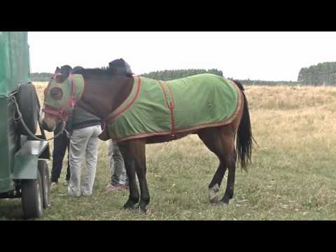 1ra carrera 300 mtrs. Pista "El Tajamar" Soto Paysandu 23072017