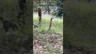 Download lagu MUSANG KING: TEDUNG SELAR DALAM KEBUN DURIAN. AYAT MENGHINDARI DARI BINATANG BERBISA. #durian #kebun mp3