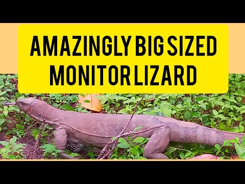 Big Sized Monitor Lizard