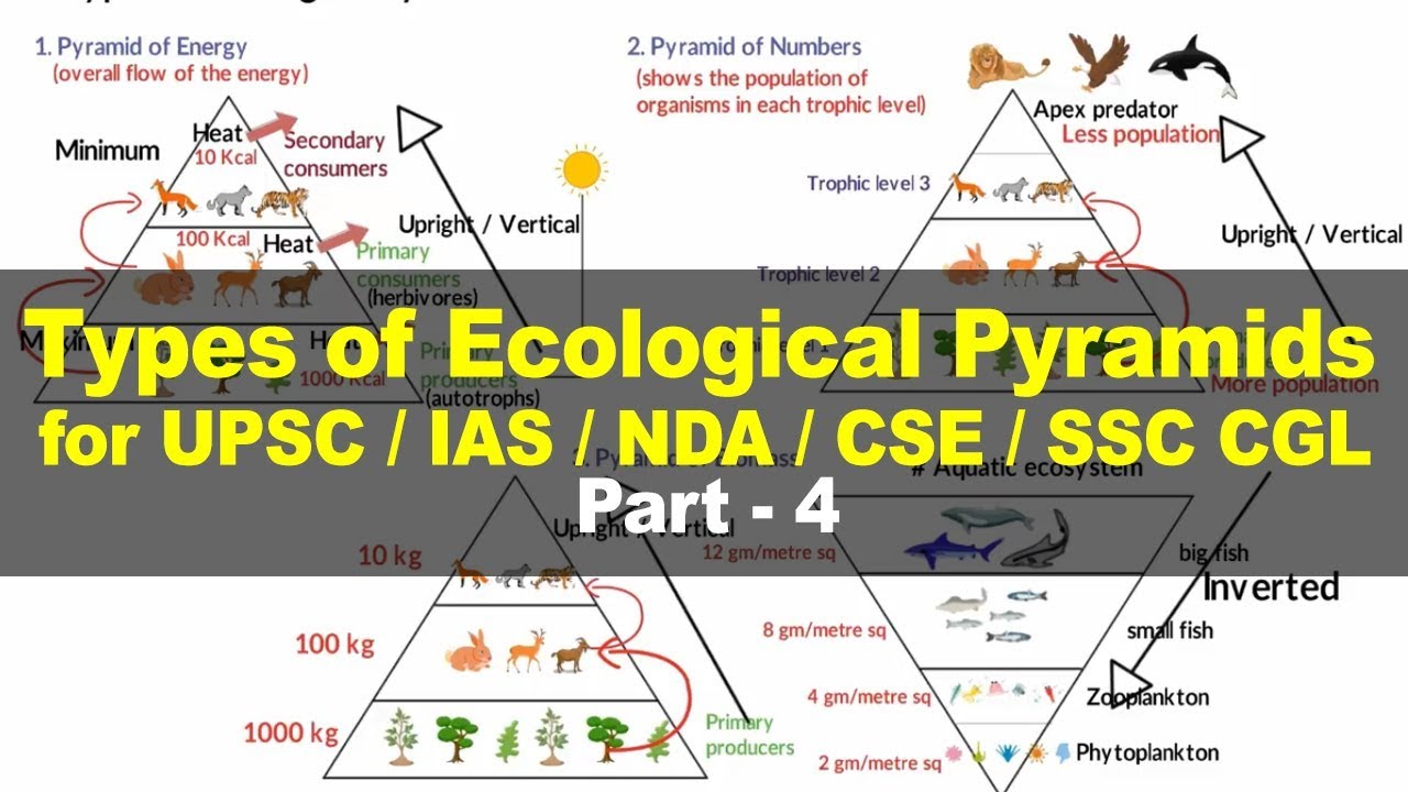 Types of Ecological Pyramids - Energy, Biomass, Numbers | Environment and Ecology for UPSC Part 4