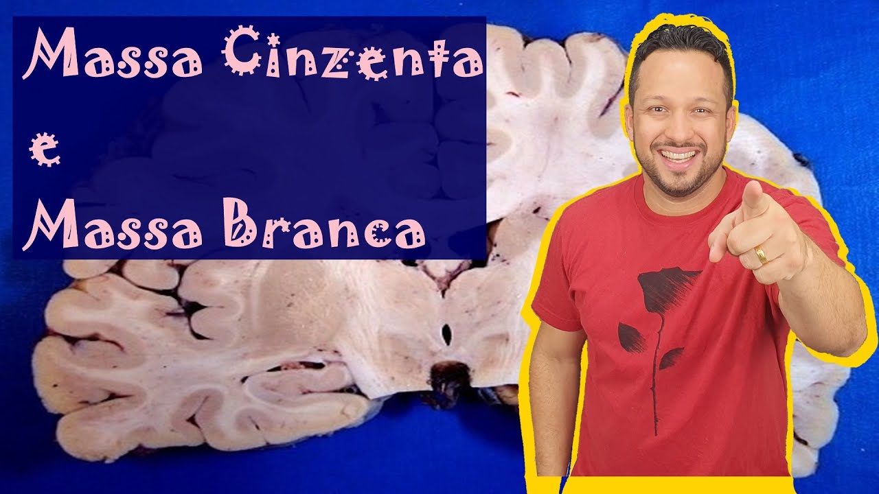 Massa Cinzenta e Massa Branca - Sistema Nervoso Central - Fisiologia Humana - Aula 3