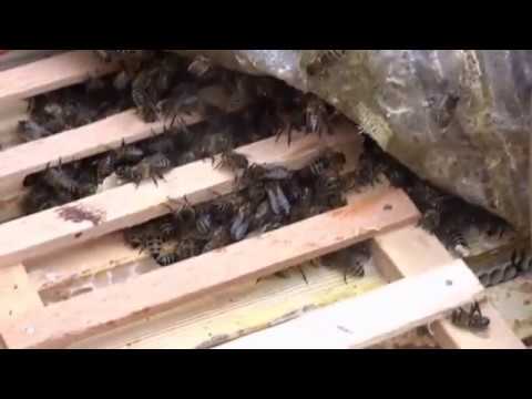 ВЕСЕННИЕ РАБОТЫ НА  ПАСЕКЕ. КАРНИКА ВЕСНОЙ (Spring work in the apiary)