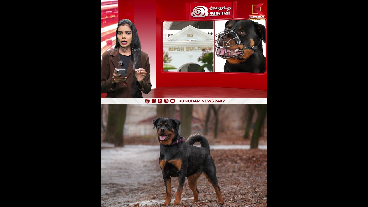 Rottweiler ban | சென்னையில் ராட்வீலர் நாய்களுக்கு தடை | Kumudam News