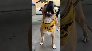 Video preview image #1 Mutt Puppy For Sale in Chandler, AZ, USA