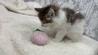 ノルウェージャンフォレストキャットの動画01