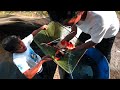 KOI FISH CULTIVATION FOR BEGINNERS WITH PROMISING TURNOVER