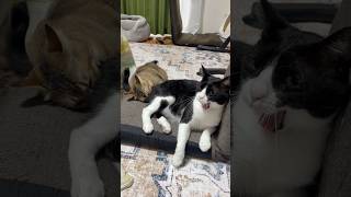 尻を毛づくろいされるのが嫌な猫 #shorts