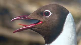 TERMÉSZETVÉDELEM HATÁROK NÉLKÜL 24. adás