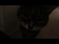 My Deaf Cat Doesn T Realise How Loud She Is