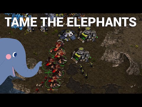 StarCraft 1: CRAZY ZERG vs HONOR TERRAN - Ample vs beast | MPL