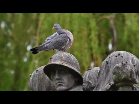 Alfredo Marcucci - Oblivion