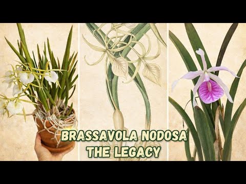 Brassavola Nodosa: The Legacy | Species That Changed Modern Orchid Growing (Part 2)