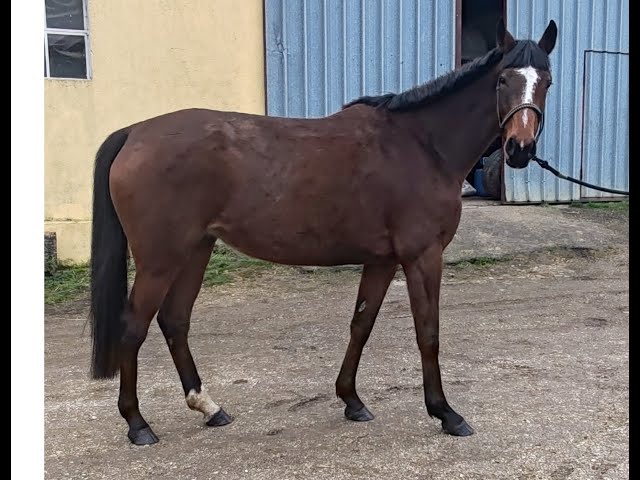 Jument, 5 ans, Bai; SF, toise 1. 65