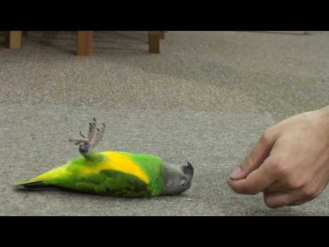 Ensayando para una nueva peli de acción.