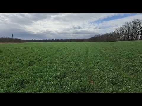 Kws Tayo  Hibrid Rozs Nyírmada Április 10.