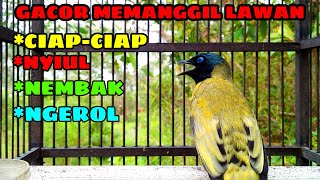 Download lagu BURUNG KUTILANG SUTRA / CUCAK KURINCANG SUPER ( Pycnonotus Atriceps ) GACOR Ampuh Untuk Pancingan mp3