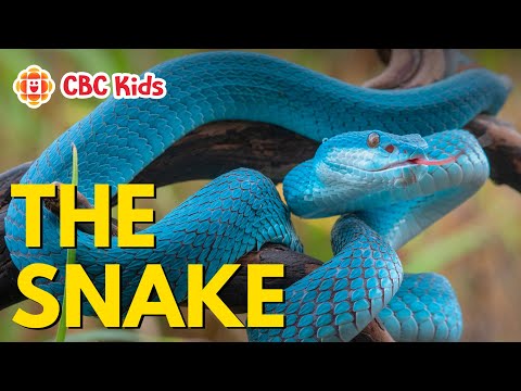 All About Snakes for Kids 🐍 | CBC Kids