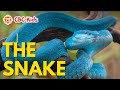 All About Snakes For Kids CBC Kids